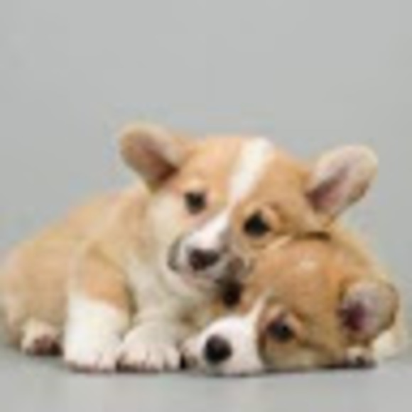 Meet your Posher, Neleh - Picture 1 of 1